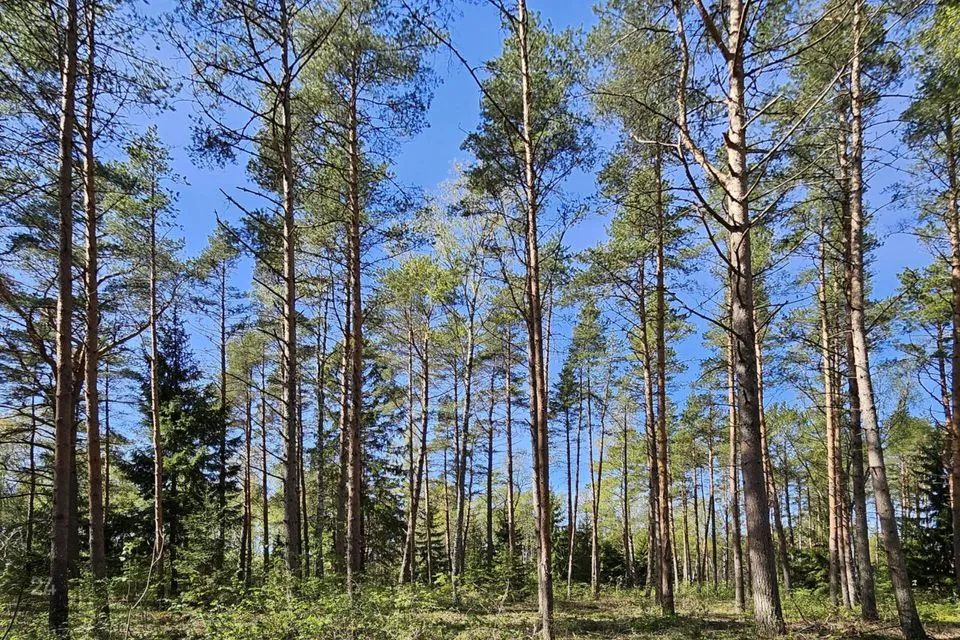 Maatulundusmaa, 64263 m² участок в Lääne-Nigula vald, Rooslepa küla / Roslep - фото 4