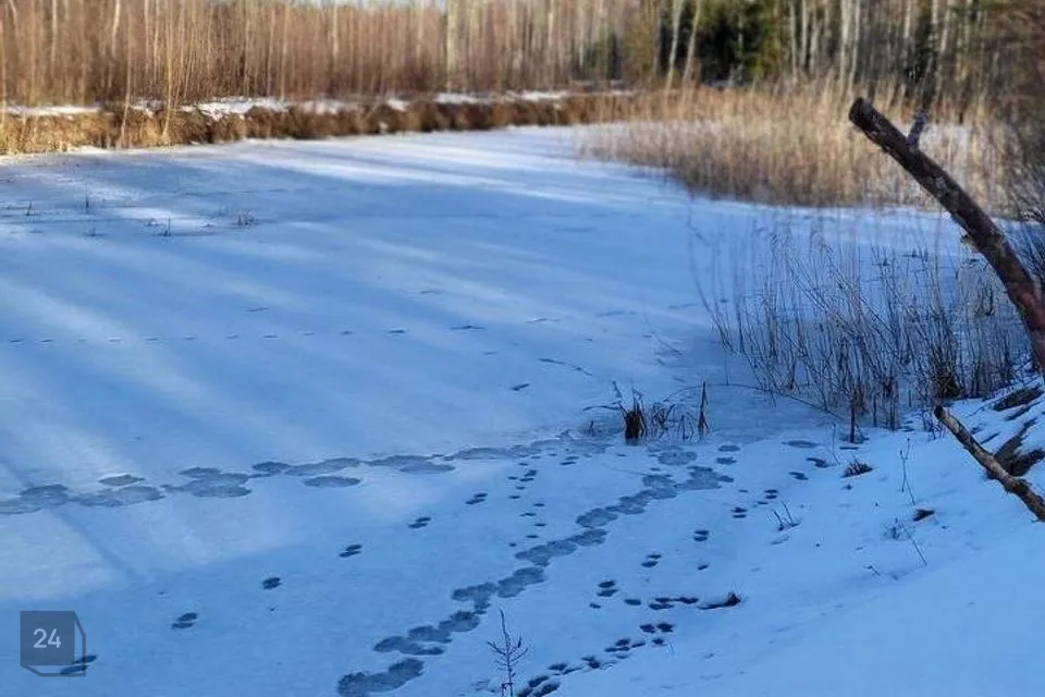 Maatulundusmaa, 14986 m² Maa - Räpina vald, Parapalu küla - foto 5