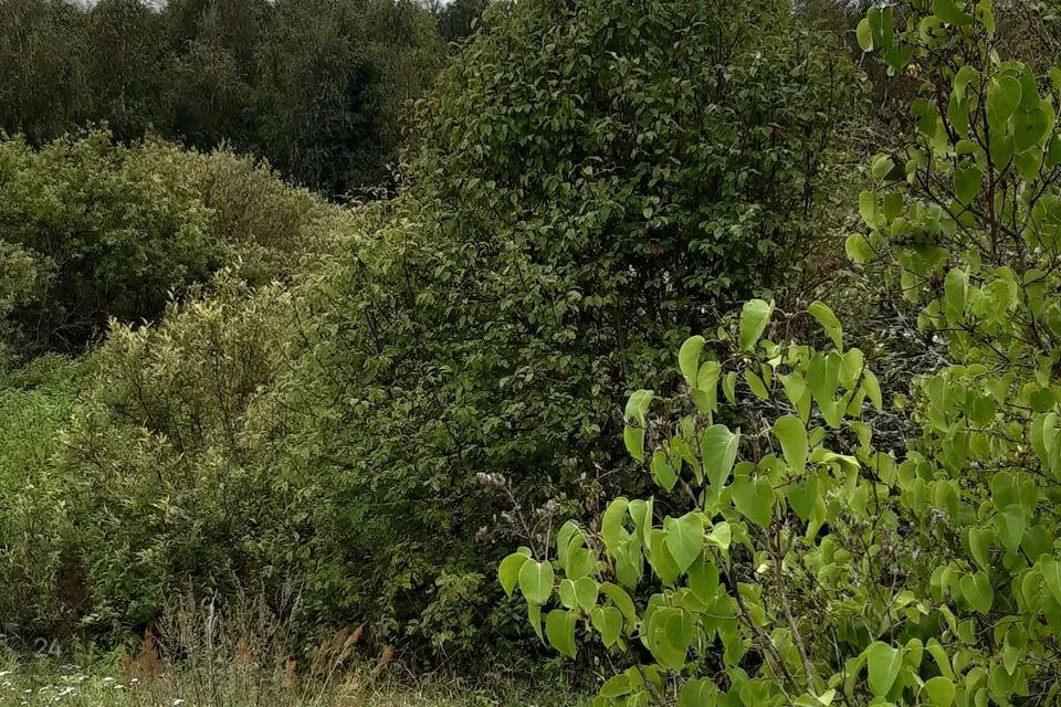 Maatulundusmaa, 25780 m² Maa  -  Peipsiääre vald, Nina küla - foto 4