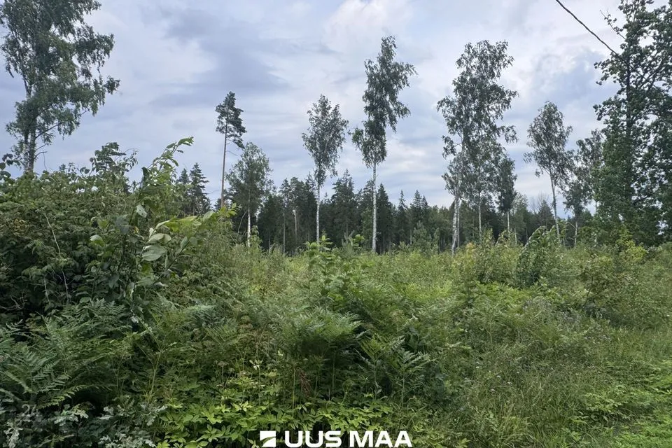 Cultivated land, 13089 m² land in Kohila vald, Mälivere küla - photo 2
