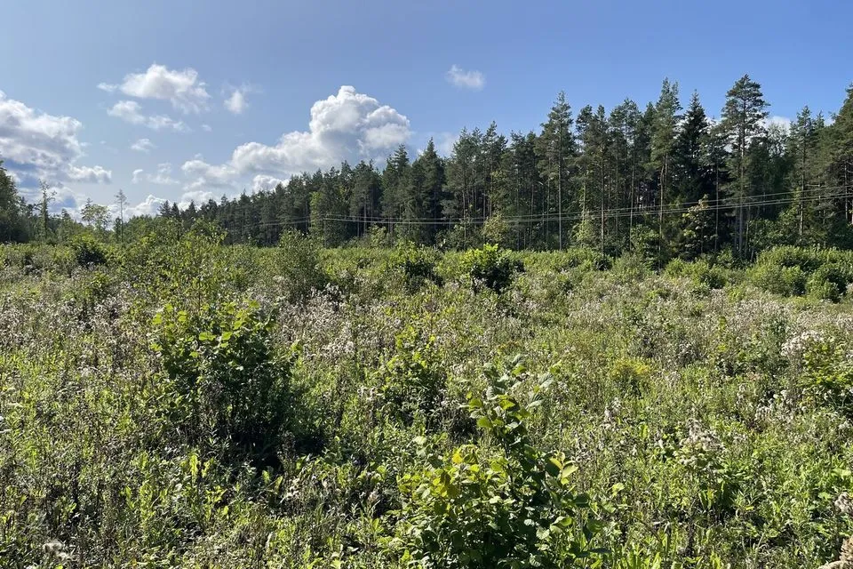Maatulundusmaa, 10934 m² Maa  -  Saaremaa vald, Väike-Võhma küla - foto 4