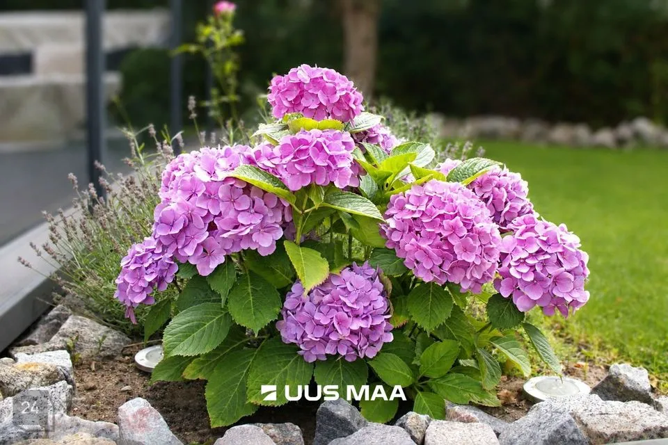 5-toaline Maja  -  Viimsi vald, Püünsi küla - foto 3