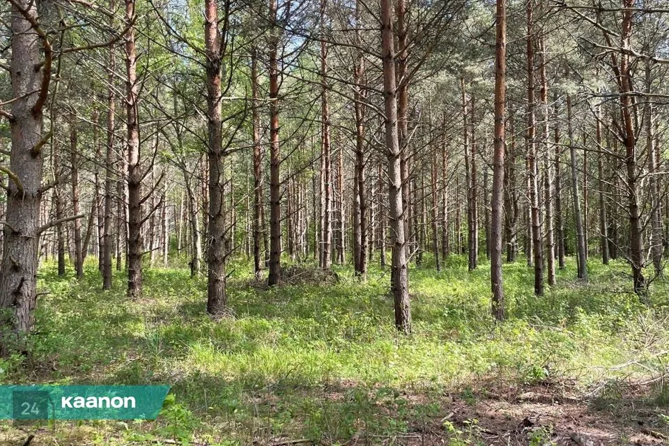 Maatulundusmaa, 22945 m² Maa  -  Lääne-Nigula vald, Hara küla / Harga - foto 5