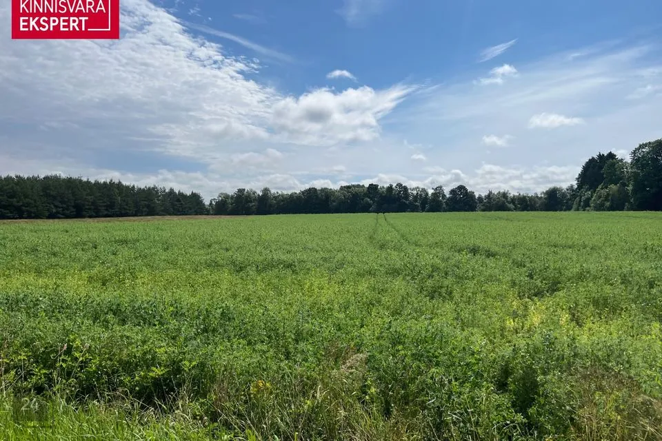 Maatulundusmaa, 14847 m² Maa - Tori vald, Rütavere küla - foto 3