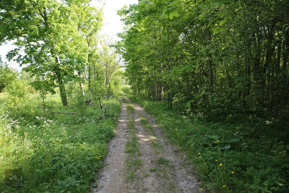 Maatulundusmaa, 28997 m² Maa  -  Muhu vald, Lehtmetsa küla - foto 3