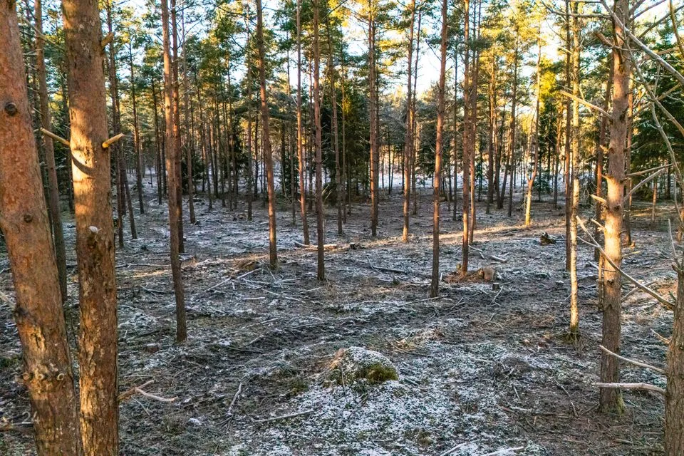 Maatulundusmaa, 12572 m² Maa  -  Muhu vald, Rinsi küla - foto 4