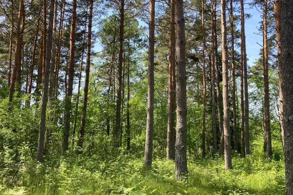 Земля жилой застройки, 11261 m² участок в Saaremaa vald, Järve küla - фото 5