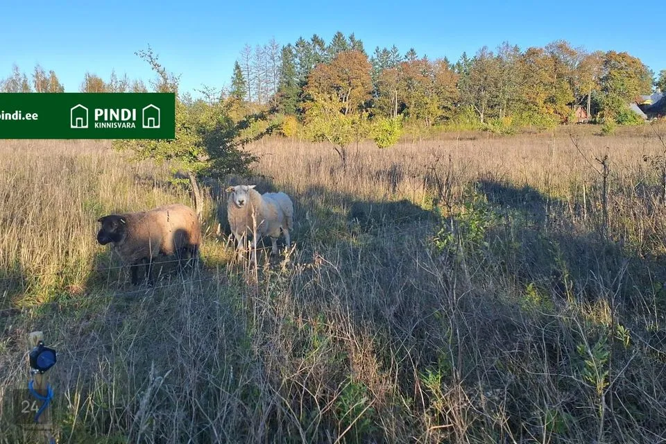 Maatulundusmaa, 87738 m² Maa  -  Rae vald, Vaskjala küla - foto 3