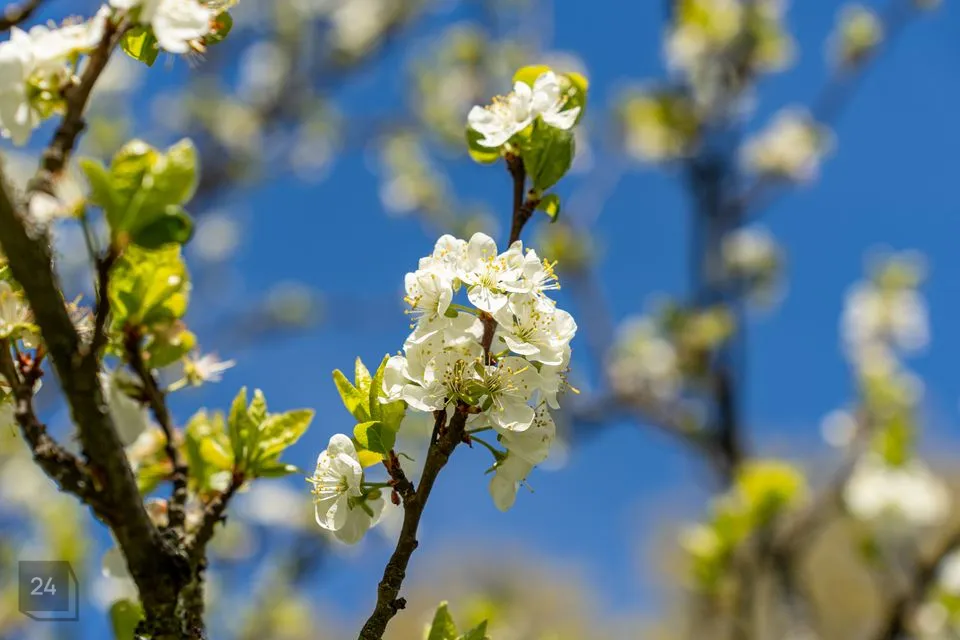 6-toaline Maja - Tallinn, Nõmme linnaosa - foto 3