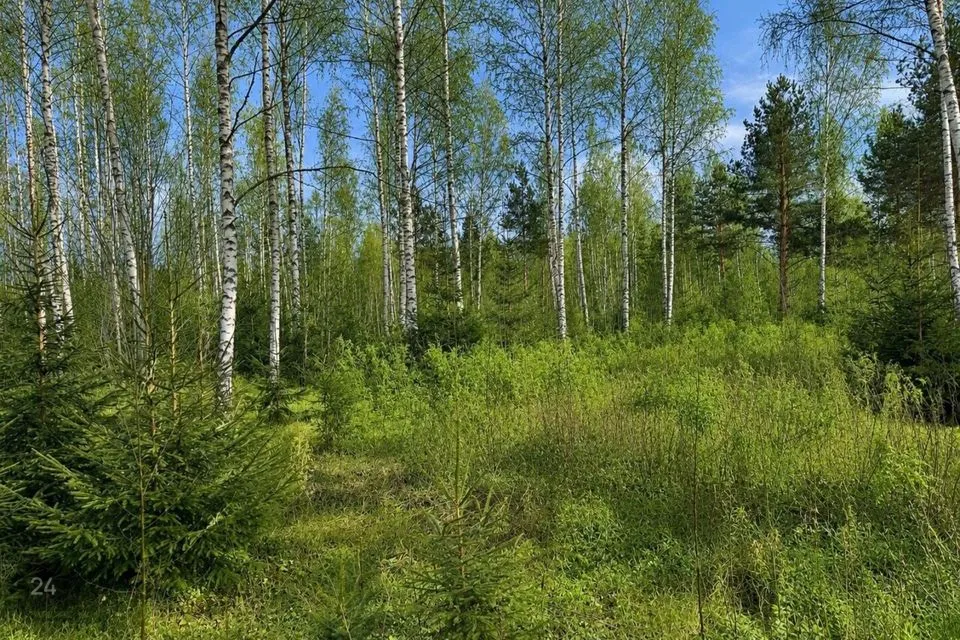 Maatulundusmaa, 1480 m² Maa  -  Kambja vald, Soinaste küla - foto 2