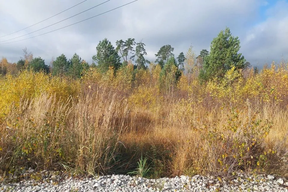 Elamumaa, 2013 m² Maa  -  Alutaguse vald, Kuru küla - foto 2