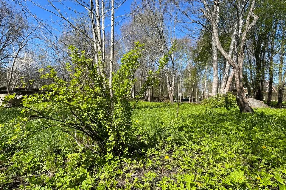 Elamumaa, 1204 m² Maa  -  Viimsi vald, Randvere küla - foto 4