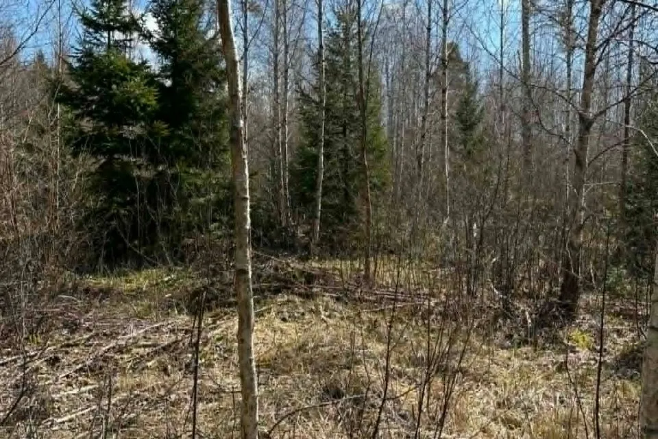 Maatulundusmaa, 21122 m² участок в Hiiumaa vald, Tammistu küla - фото 3