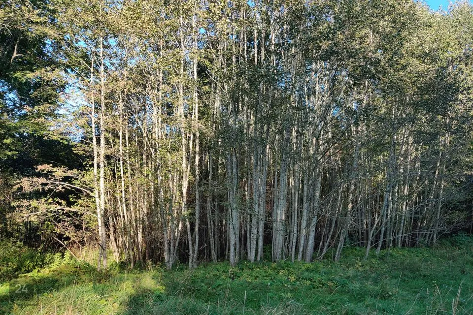 Maatulundusmaa, 9598 m² Maa  -  Saarde vald, Kanaküla - foto 5