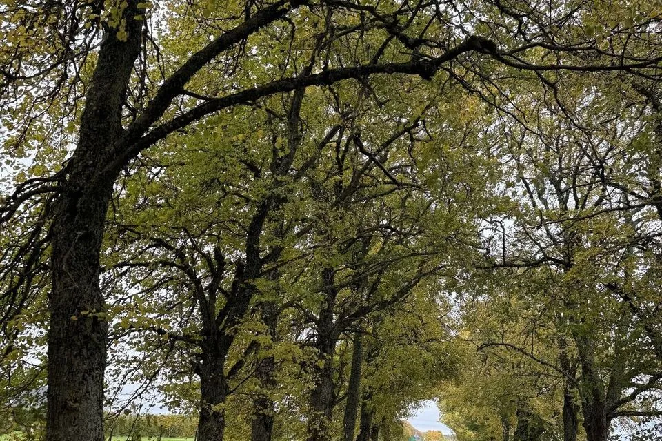 Maatulundusmaa, 5004 m² Maa - Lääne-Nigula vald, Paslepa küla / Pasklep