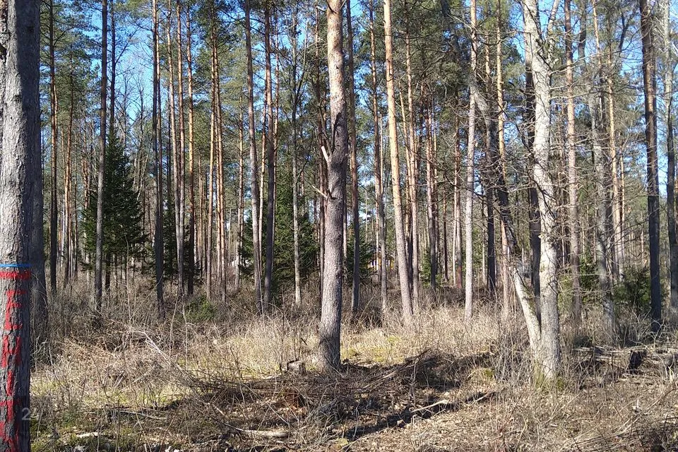 Maatulundusmaa, 11563 m² Maa  -  Kohila vald, Aandu küla - foto 4
