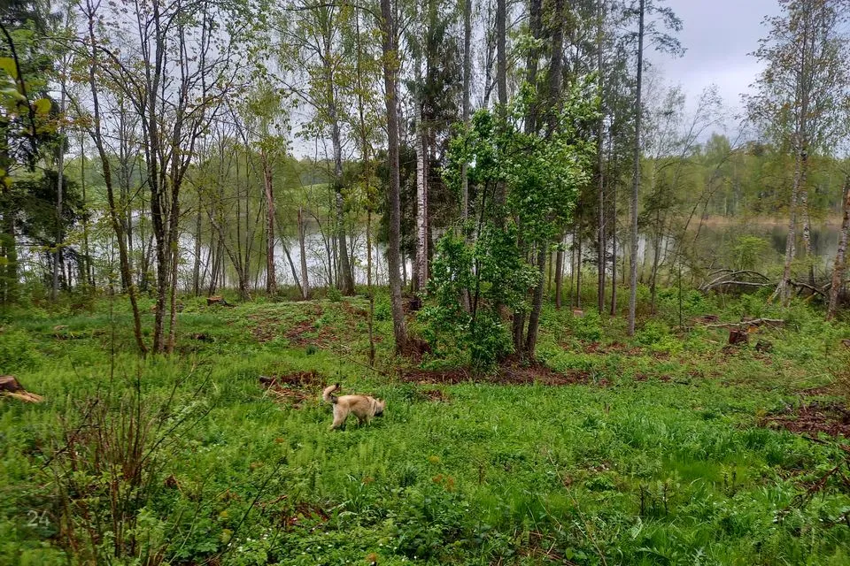 Maatulundusmaa, 34696 m² Maa - Otepää vald, Pühajärve küla - foto 2