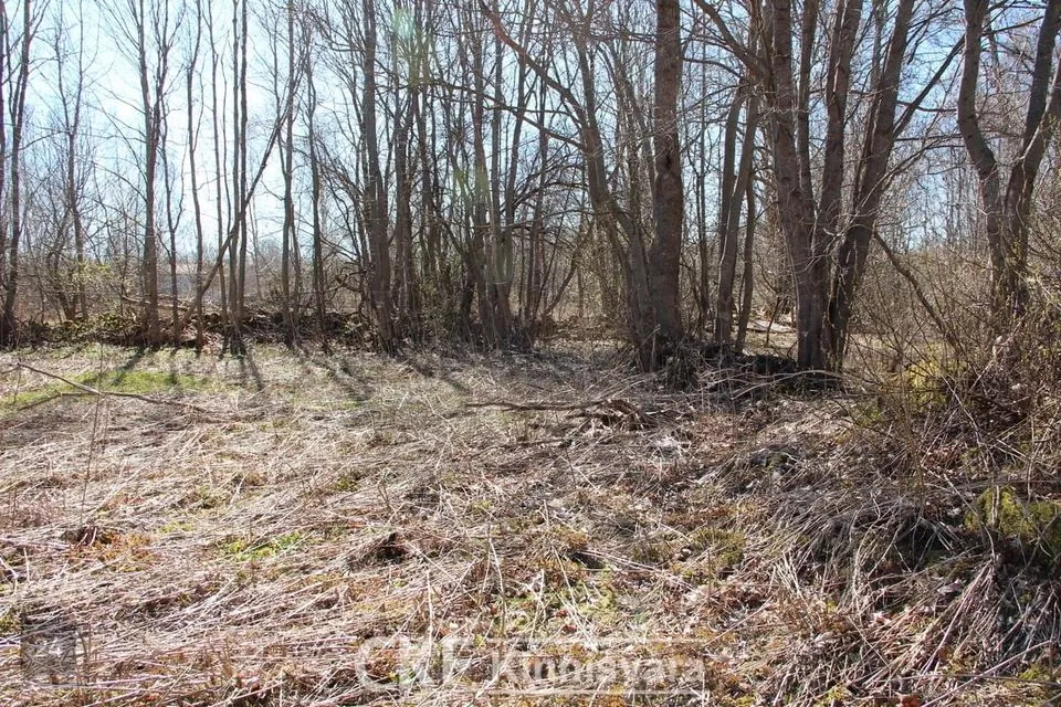 Maatulundusmaa, 5172 m² Maa  -  Mustjala vald, Võhma küla - foto 5