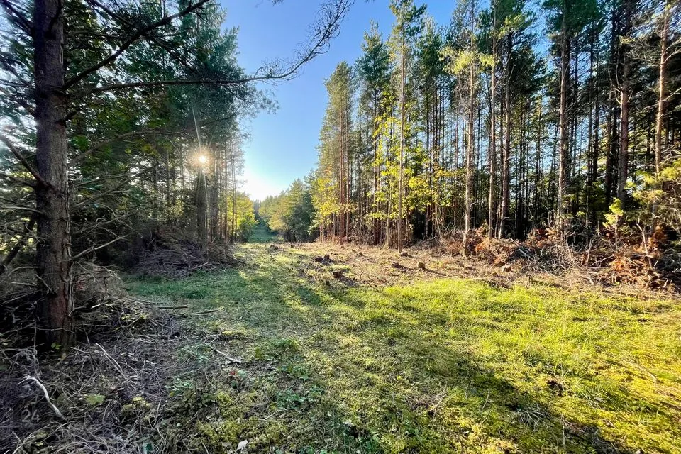 Maatulundusmaa, 67475 m² Maa - Saaremaa vald, Ninase küla - foto 5