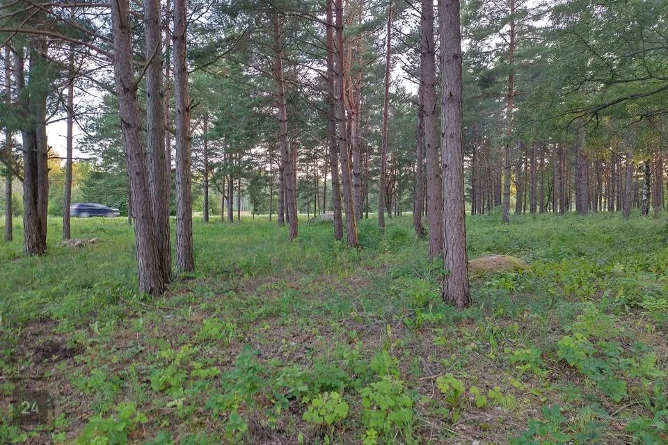 Maatulundusmaa, 16821 m² Maa  -  Saaremaa vald, Kõrkvere küla - foto 4