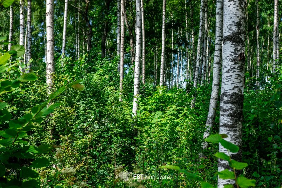 Maatulundusmaa, 10159 m² участок в Lääneranna vald, Rädi küla - фото 3