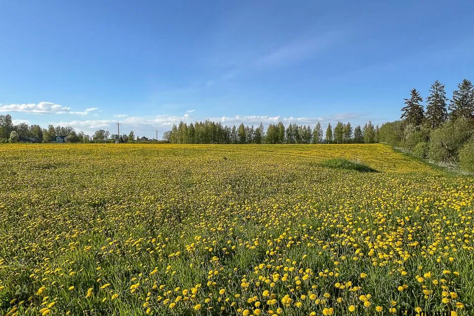 Maatulundusmaa, 18609 m² Maa  -  Lüganuse vald, Purtse küla - foto 5