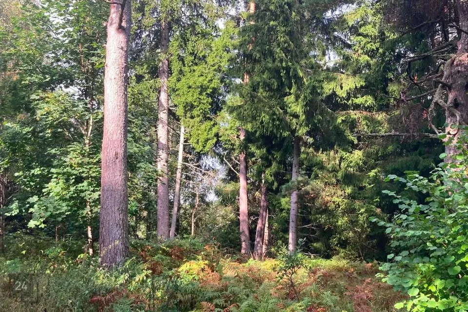 Maatulundusmaa, 717 m² участок в Saaremaa vald, Pöitse küla - фото 4