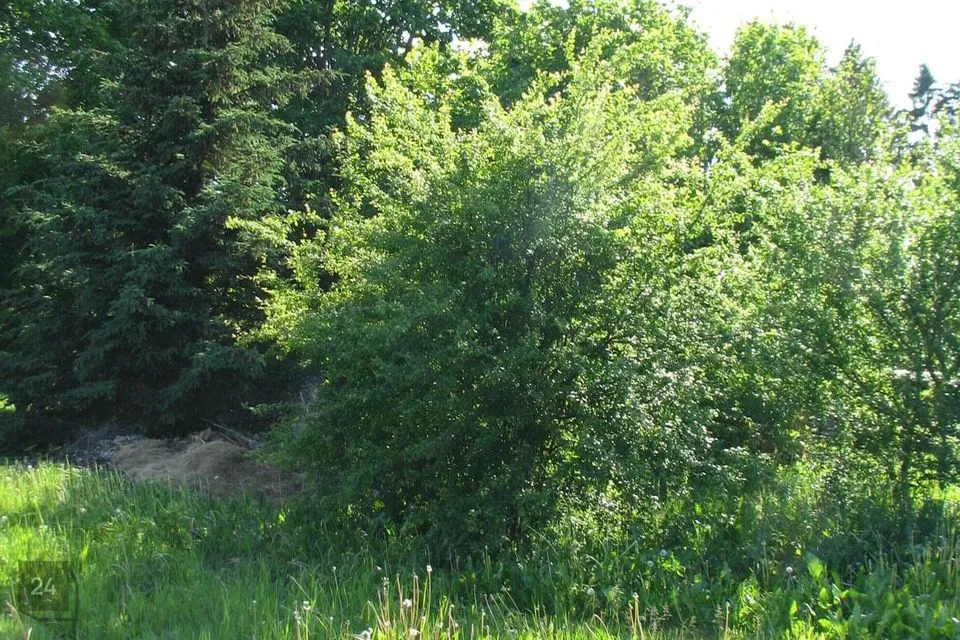 Elamumaa, 1211 m² Maa  -  Põhja-Sakala vald, Võhma linn - foto 3