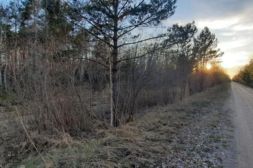 Maatulundusmaa, 12100 m² Maa  -  Saaremaa vald, Unimäe küla - foto 3