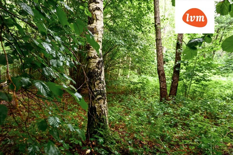 Maatulundusmaa, 66020 m² Maa  -  Saaremaa vald, Mässa küla - foto 4