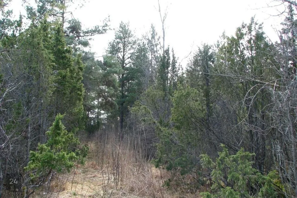 10258 m² Maa  -  Lääneranna vald, Virtsu alevik - foto 5