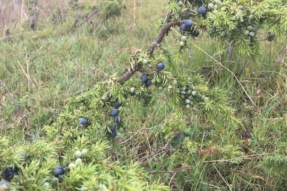 Elamumaa, 18760 m² Maa - Saaremaa vald, Ula küla - foto 2