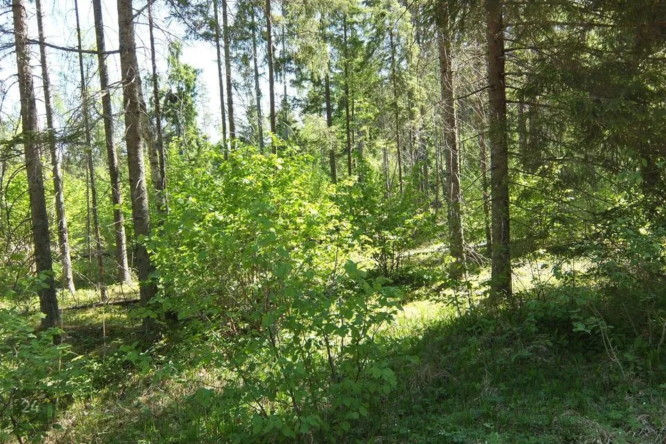 Maatulundusmaa, 6769 m² Maa  -  Anija vald, Lükati küla - foto 4