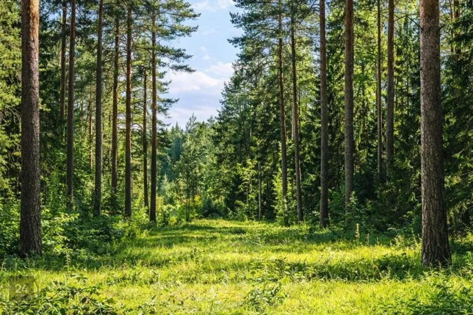 Земля жилой застройки, 1938 m² участок в Narva-Jõesuu linn, Narva-Jõesuu linn