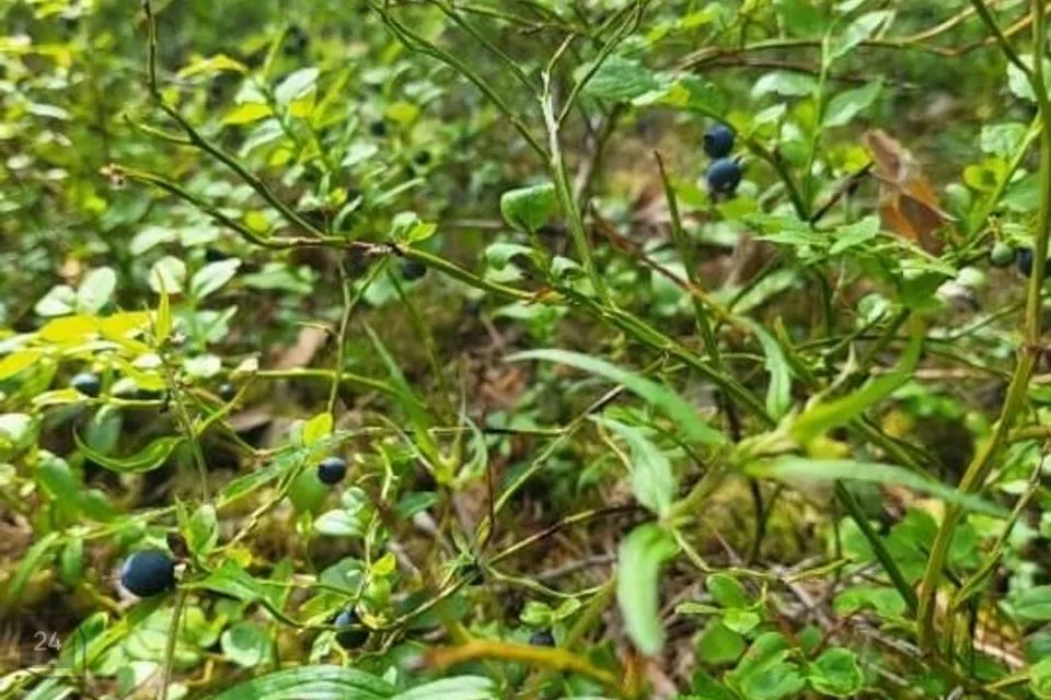 Riigikaitsemaa, 2020 m² Maa  -  Narva-Jõesuu linn, Narva-Jõesuu linn - foto 3