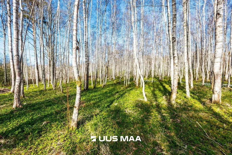 Elamumaa, 9865 m² Maa - Raasiku vald, Kulli küla - foto 4