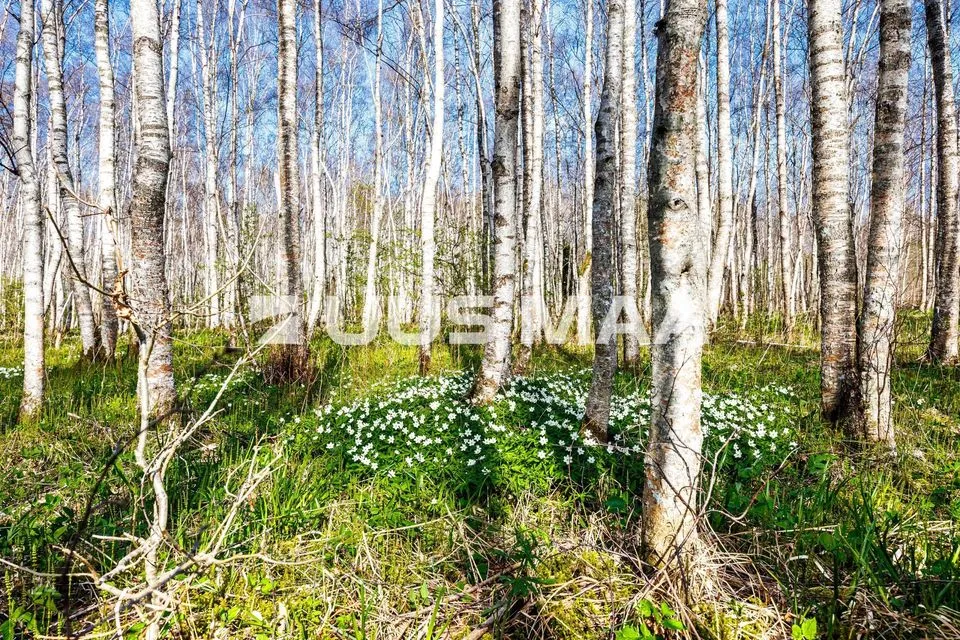 Residential land, 9865 m² land in Raasiku vald, Kulli küla