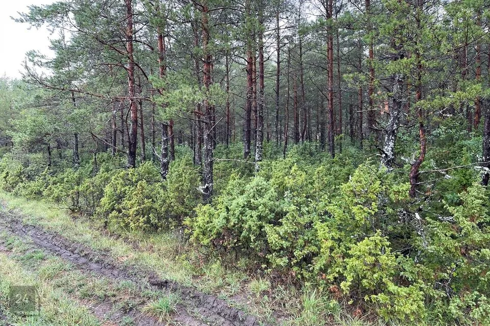 Maatulundusmaa, 21700 m² Maa - Muhu vald, Kuivastu küla