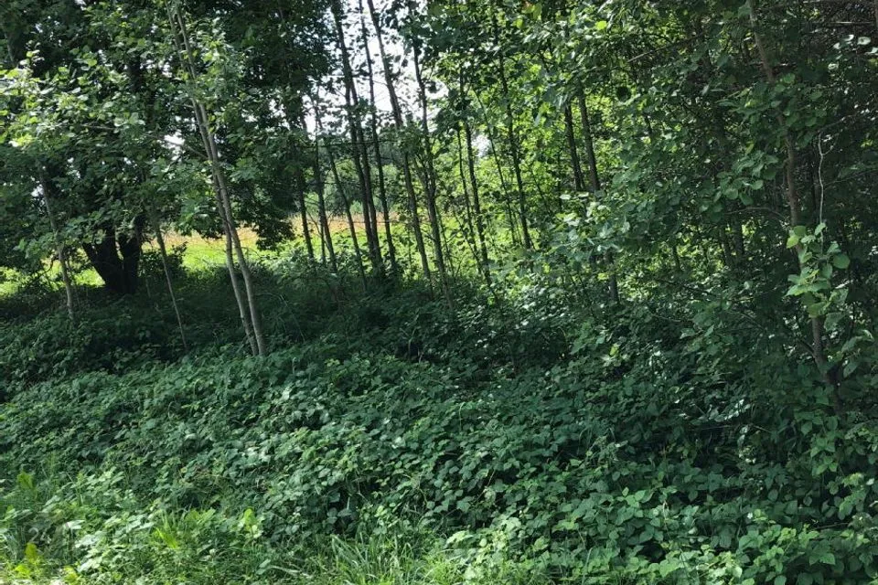 Maatulundusmaa, 29300 m² Maa - Märjamaa vald, Lestima küla - foto 2