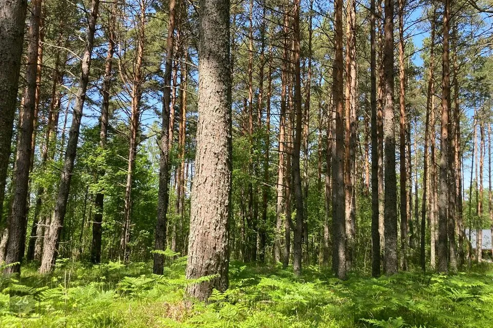 Земля жилой застройки, 11261 m² участок в Saaremaa vald, Järve küla - фото 2