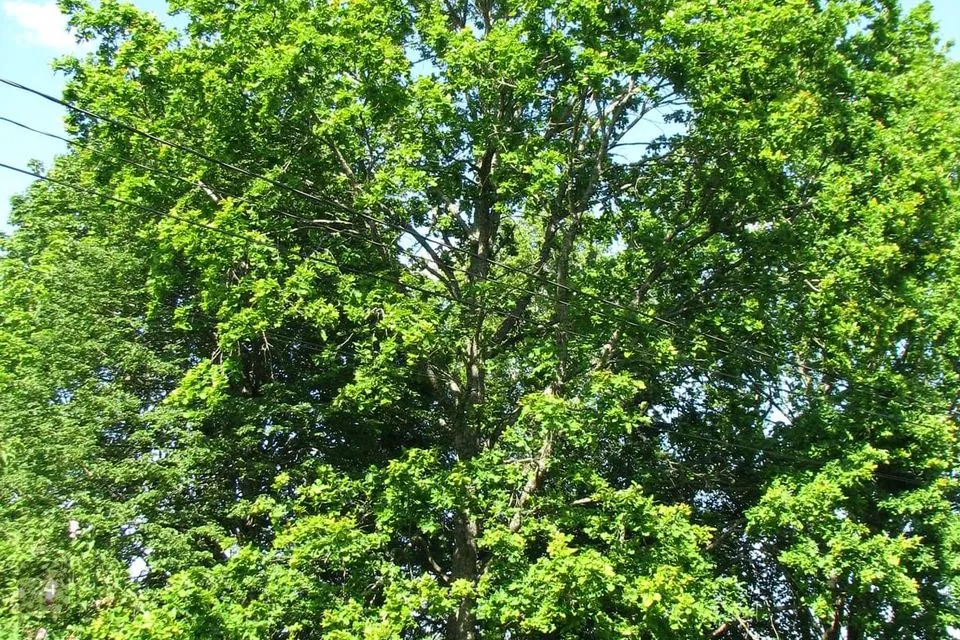 Elamumaa, 1211 m² Maa  -  Põhja-Sakala vald, Võhma linn - foto 2