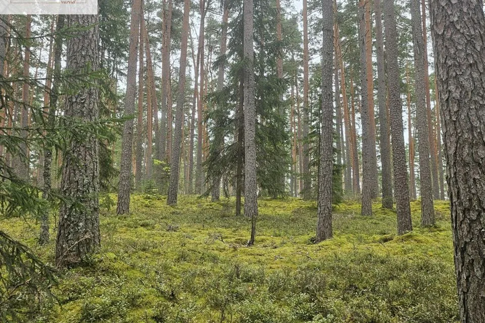 Maatulundusmaa, 8387 m² участок в Võru vald, Meegomäe küla - фото 4