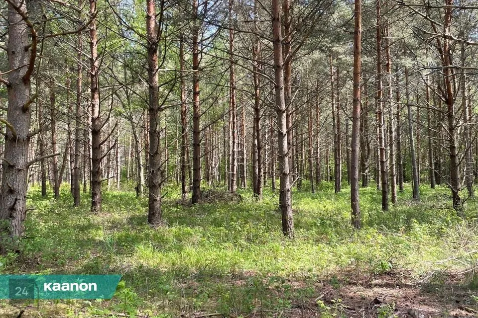 Maatulundusmaa, 22945 m² Maa - Lääne-Nigula vald, Hara küla / Harga - foto 5