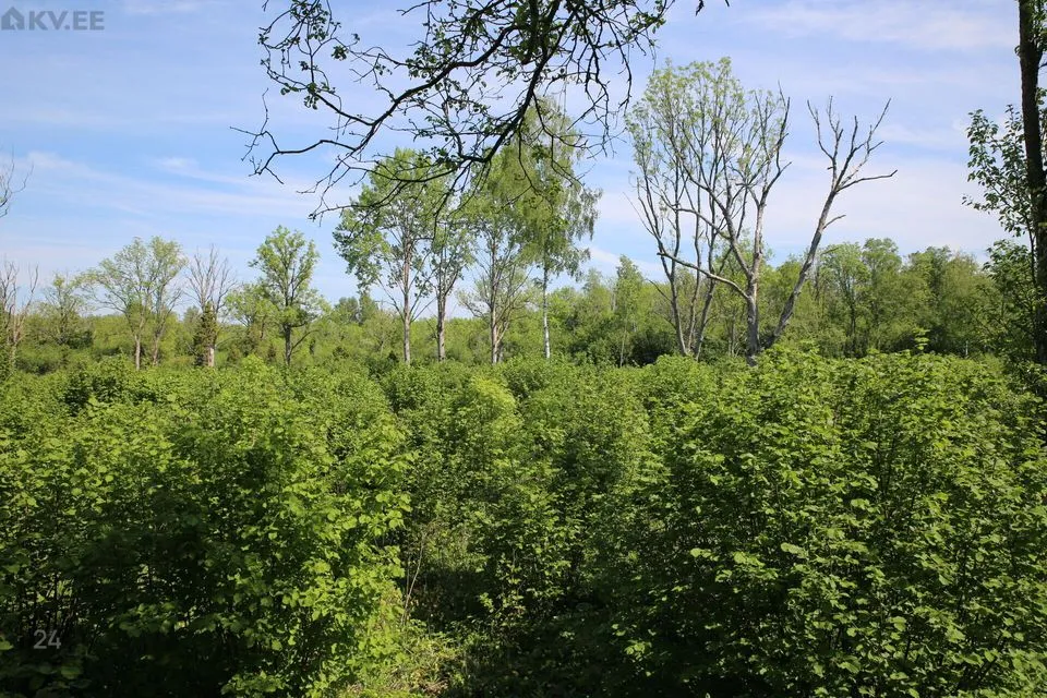 Maatulundusmaa, 28997 m² Maa  -  Muhu vald, Lehtmetsa küla - foto 2