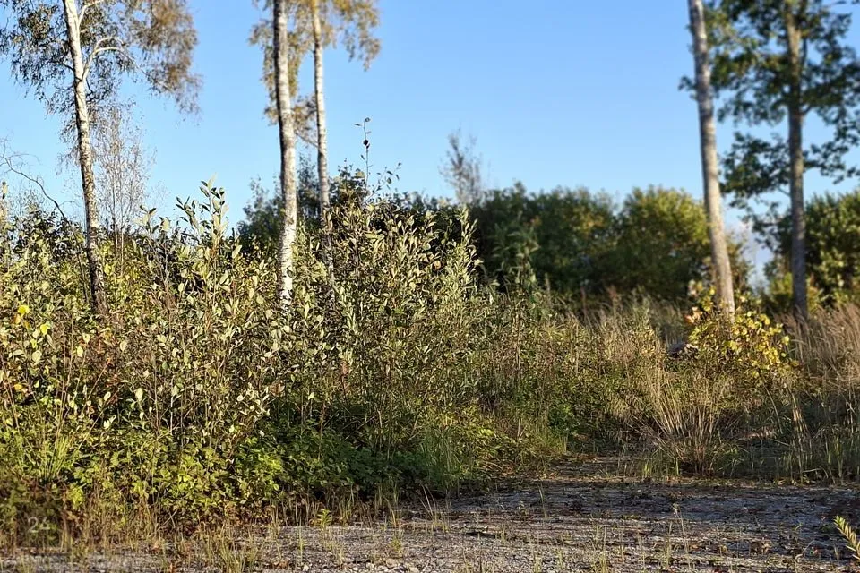 Elamumaa, 9940 m² Maa  -  Lääne-Nigula vald, Österby küla - foto 5