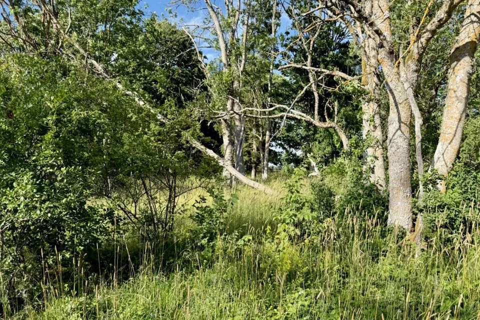 Maatulundusmaa, 16091 m² Maa  -  Saaremaa vald, Kaarma küla - foto 4