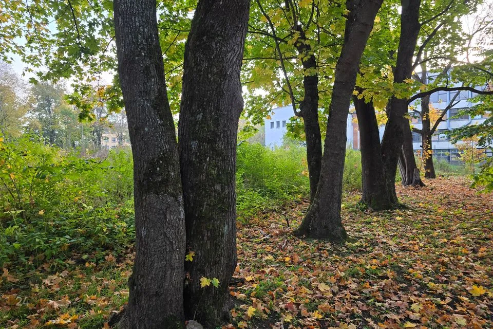 Elamumaa, 1315 m² Maa  -  Kohtla-Järve linn, Järve linnaosa - foto 3