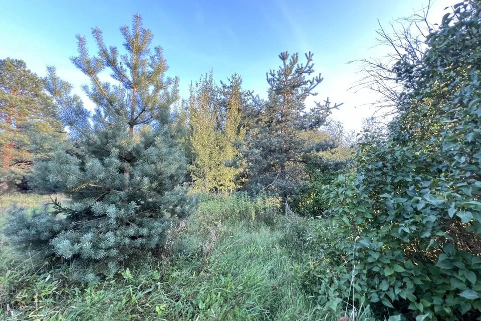 Elamumaa, 4322 m² Maa  -  Peipsiääre vald, Rootsiküla - foto 3