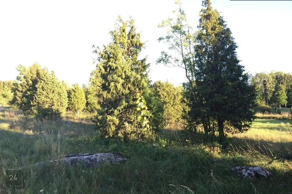 Maatulundusmaa, 5974 m² Maa  -  Lääneranna vald, Raespa küla - foto 5