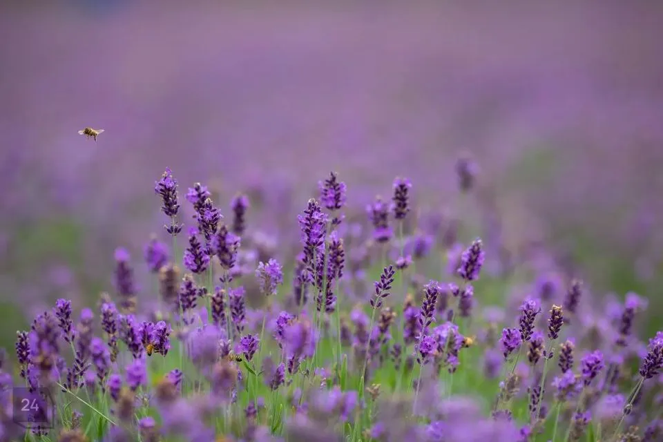 4-toaline Maja  -  Hiiumaa vald, Tubala küla - foto 2